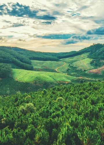 從擴(kuò)大的森鷹林到消失的毛烏素，你認(rèn)領(lǐng)的樹(shù)苗再填新綠！